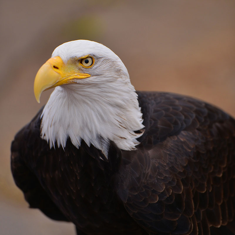 sequoia-bald-eagle-6554