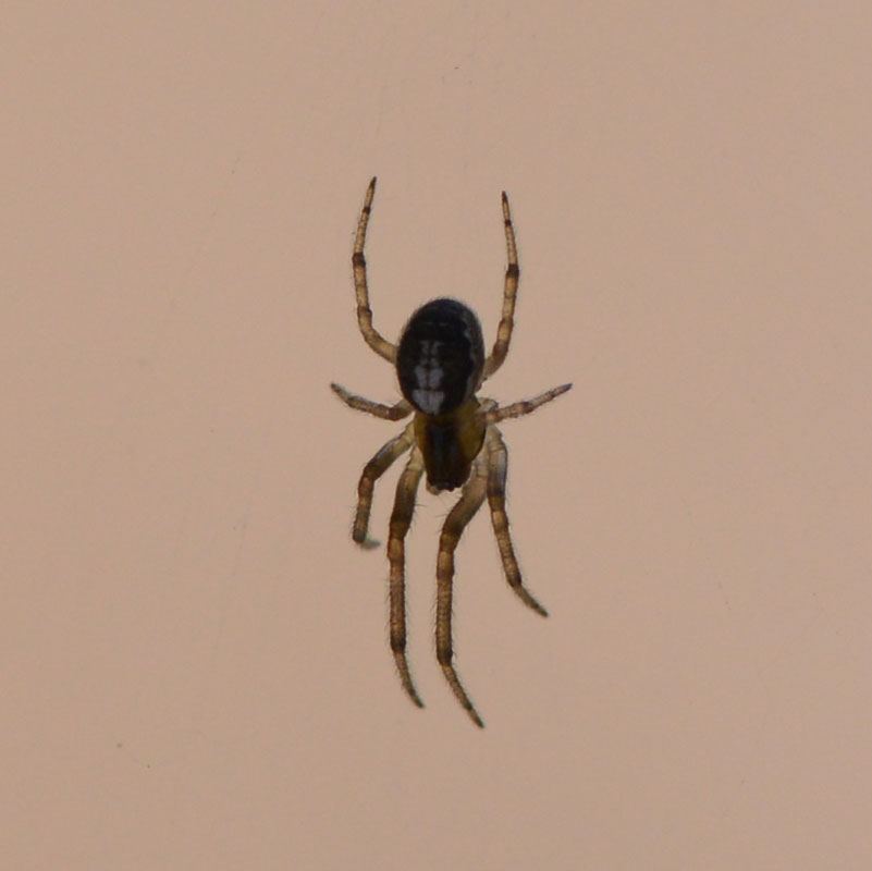 spider_7425