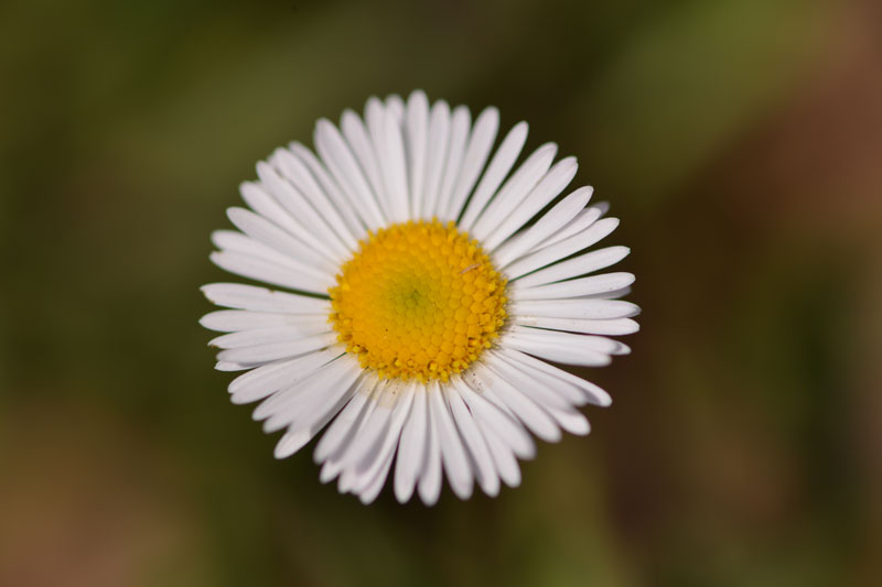 white-flower_7818