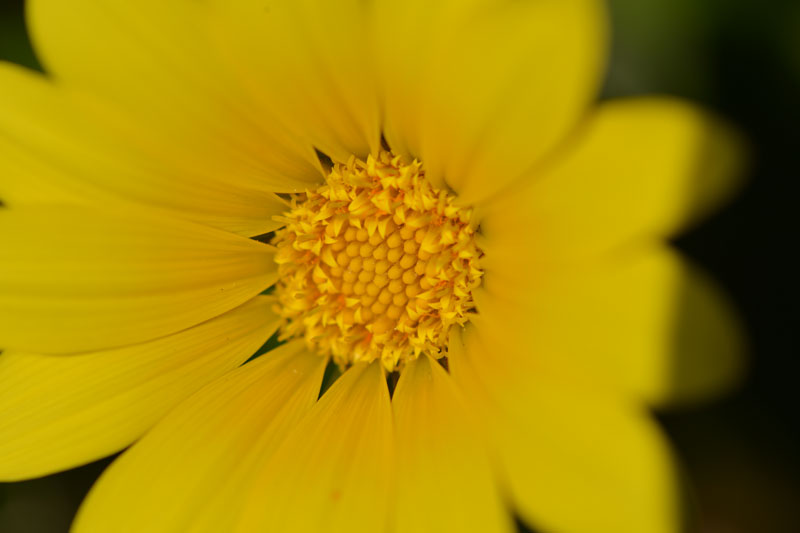 yellow-flower_7810