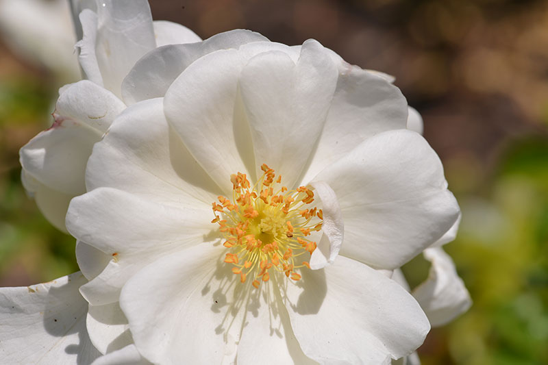 white-flower_8739