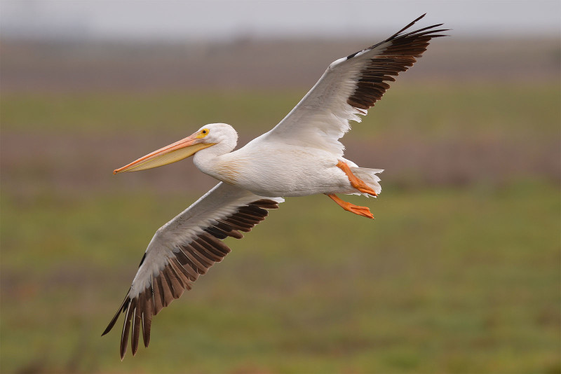 american-white-pelican_0940