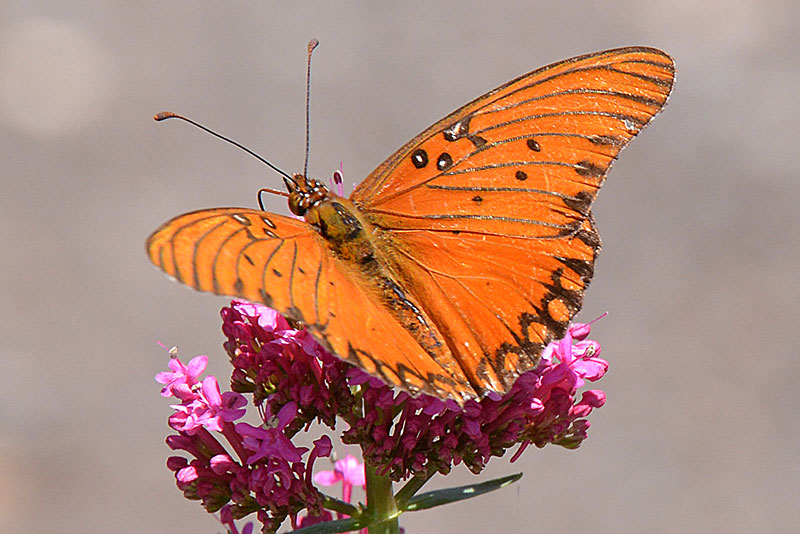 Gulf Fritillary Butterfly width=