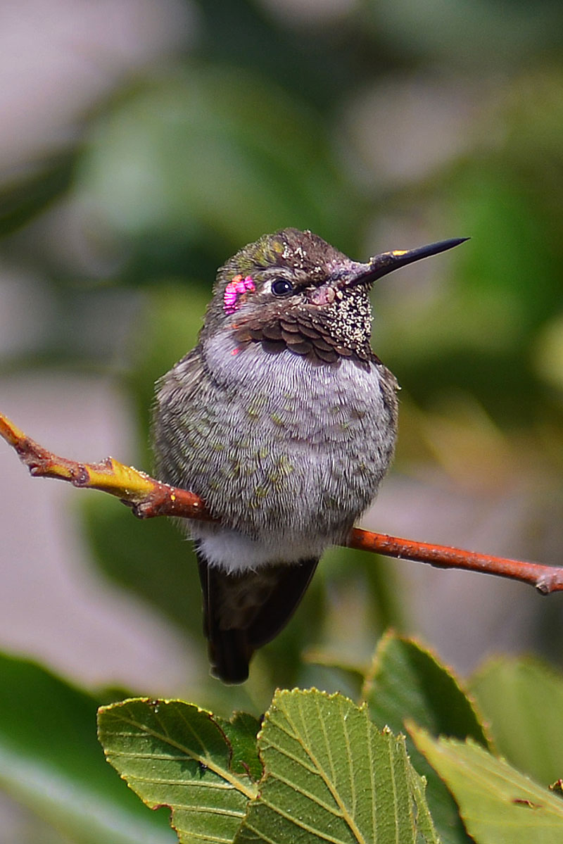 anna-hummingbird_2322