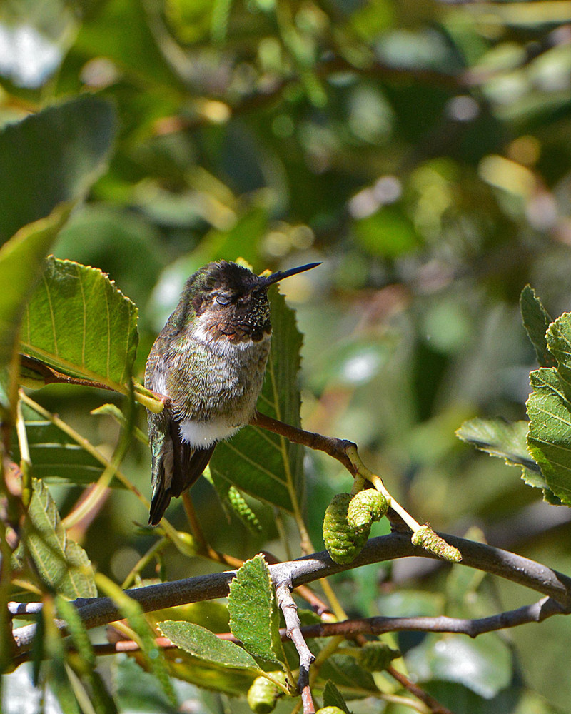 hummingbird_2248