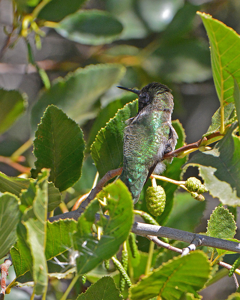hummingbird_2250