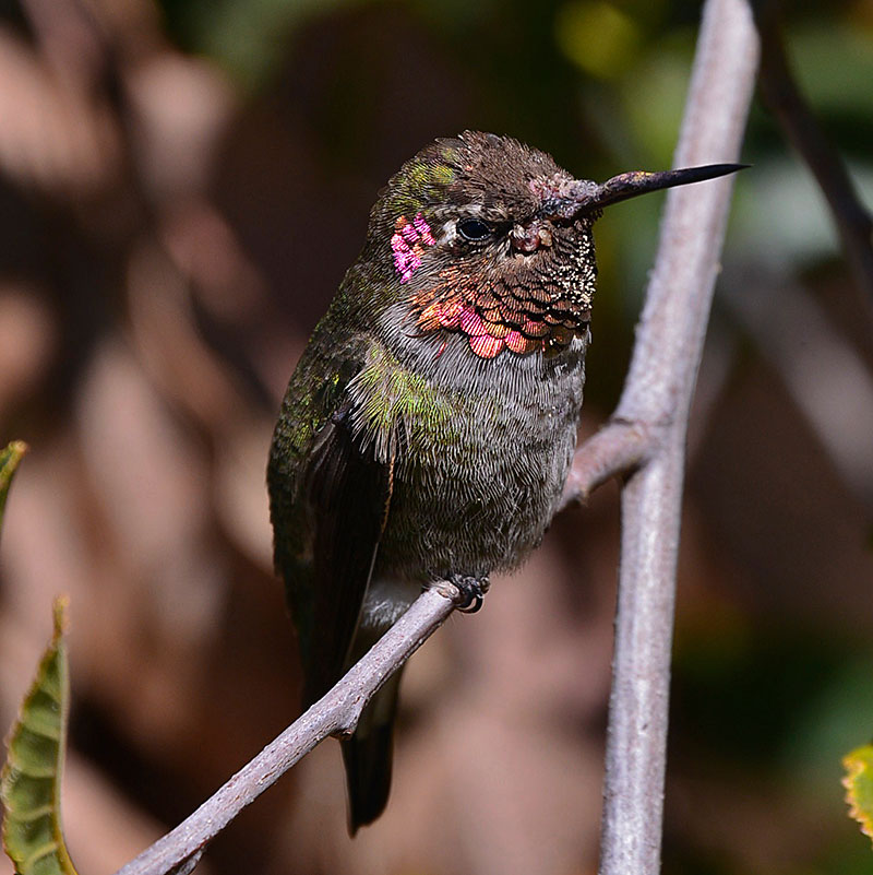 hummingbird_2473