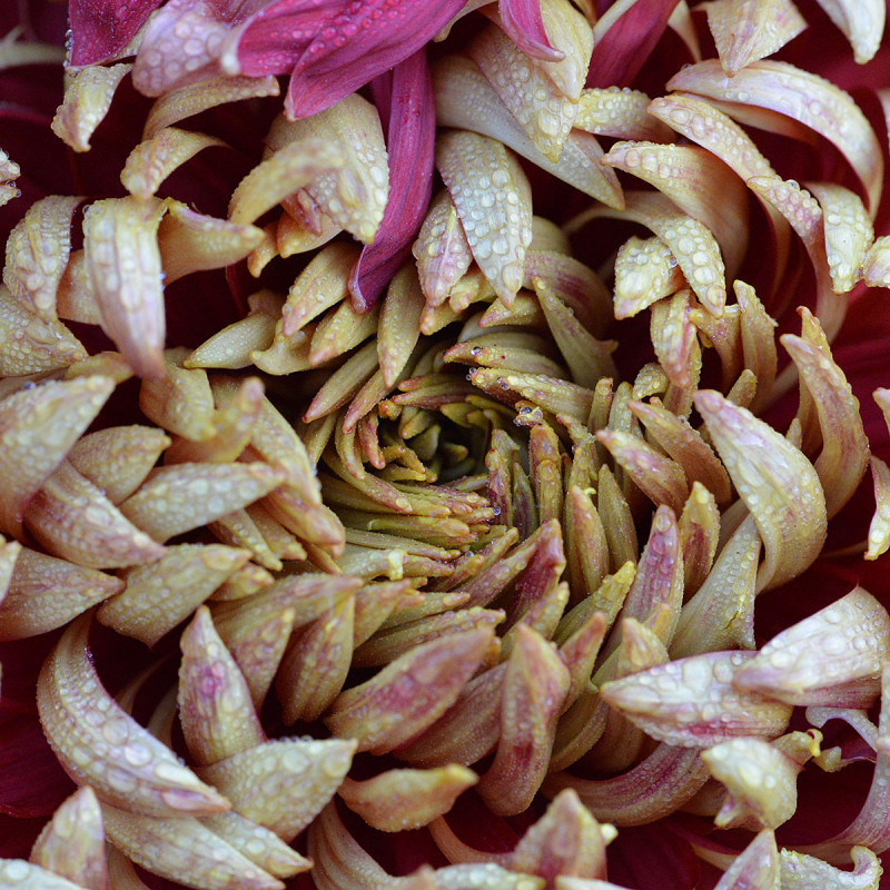 Chrysanthemum Spiral Pattern