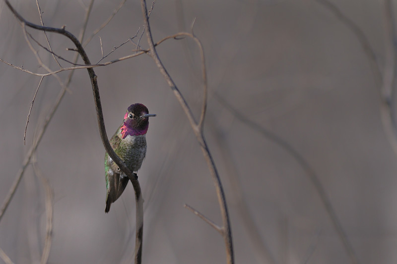 hummingbird_7453