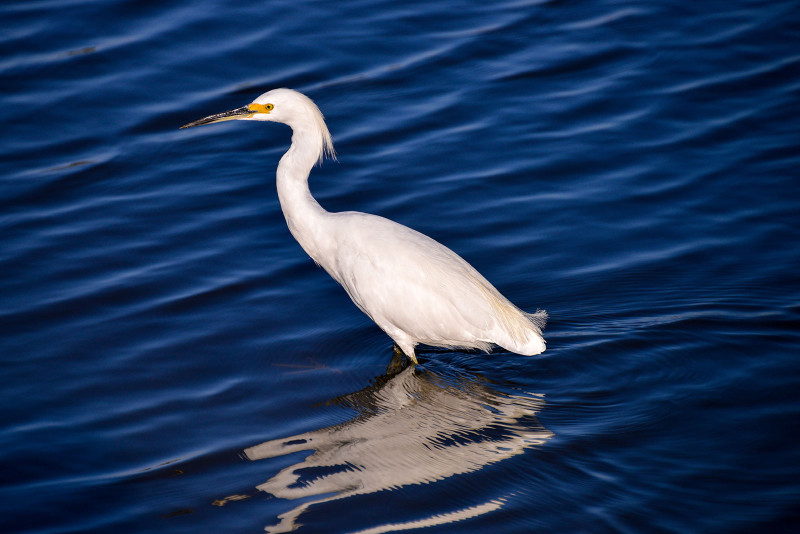 Snowy Egret