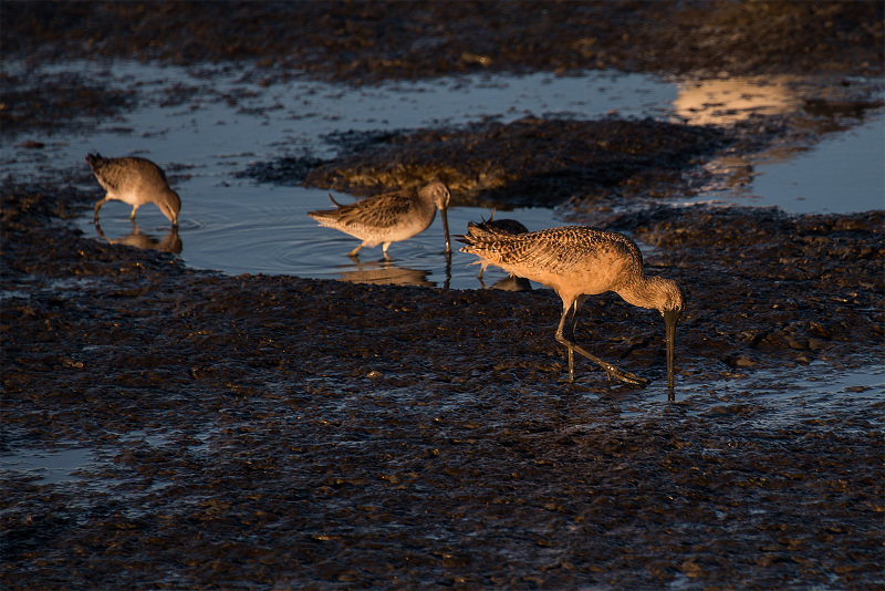 Black Tailed Godwits at Low Tide